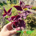 Традесканция zebrina Burgundy