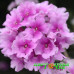Вербена Endura Scape Pink Bicolour