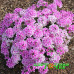 Вербена Endura Scape Pink Bicolour