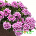 Вербена Endura Scape Pink Bicolour