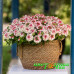 Вербена Vanessa Compact Bicolor Marshmallow Вербена Vanessa Compact Bicolor Marshmallow