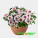 Вербена Vanessa Compact Bicolor Marshmallow
