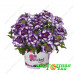 Вербена Wicked Great Grape 2021