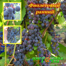 Виноград Фиолетовый Ранний