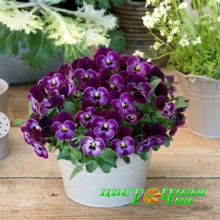 Виола рогатая Floral Power Raspberry