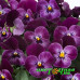 Виола рогатая Floral Power Raspberry