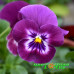 Виола рогатая Floral Power Raspberry