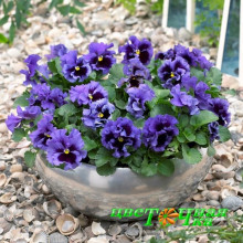 Виола Виттрока Frizzle Sizzle Blue