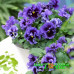Виола Виттрока Frizzle Sizzle Blue