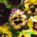 Виола Виттрока Frizzle Sizzle Lemonberry