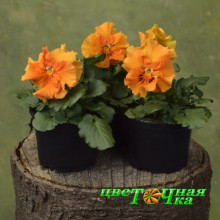 Виола Виттрока Frizzle Sizzle Orange