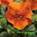 Виола Виттрока Frizzle Sizzle Orange