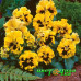 Виола Виттрока Frizzle Sizzle Yellow
