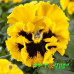 Виола Виттрока Frizzle Sizzle Yellow