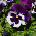 Виола Виттрока Inspire DeluXXe White Violet Wing