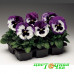 Виола Виттрока Inspire DeluXXe White Violet Wing