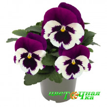 Виола Виттрока Inspire DeluXXe White Violet Wing